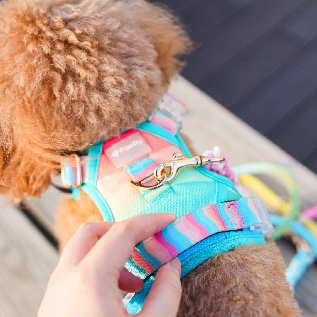 Adventure Harness | Rainbow