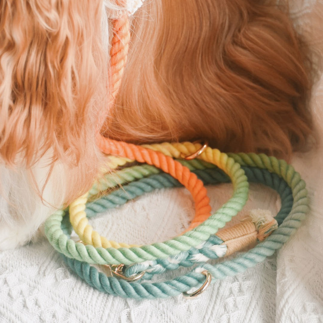 Leash |  Customised colour