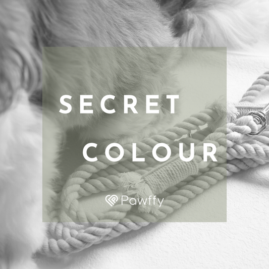 Leash | Secret Colour